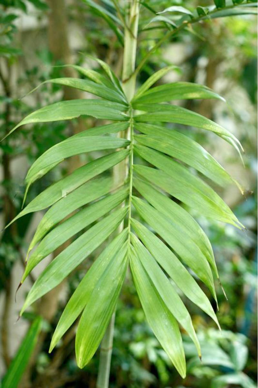 Dypsis hiarakae  Sinkiara Palm