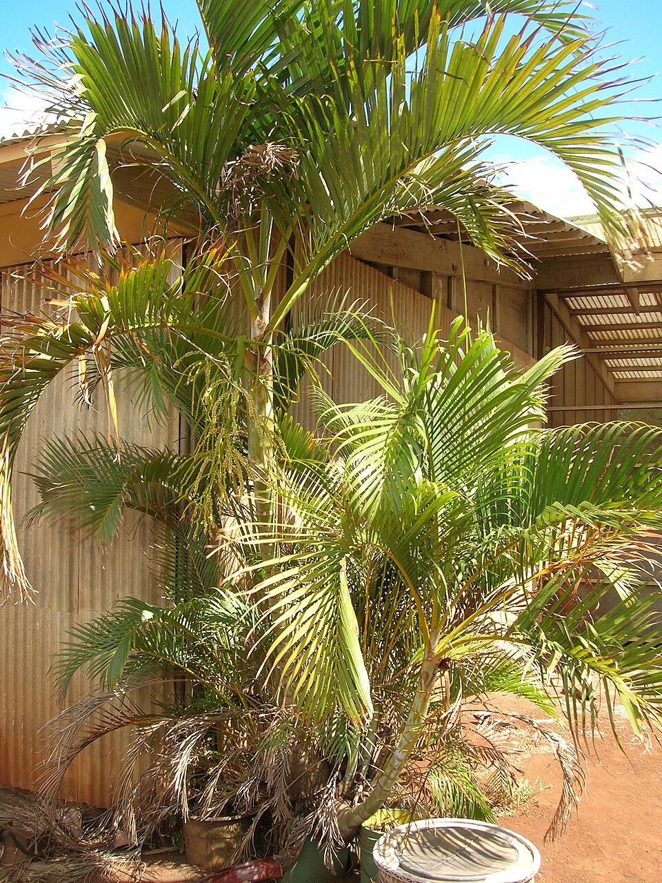 Dypsis humblotiana