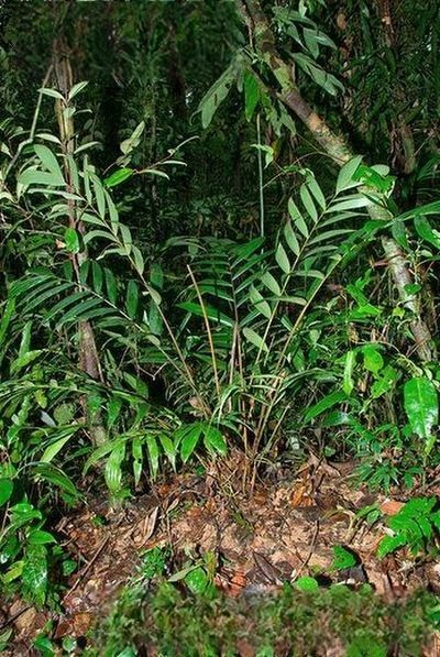 Dypsis humilis