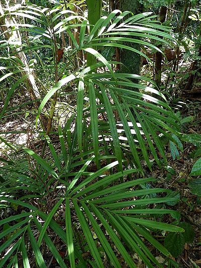Dypsis linearis
