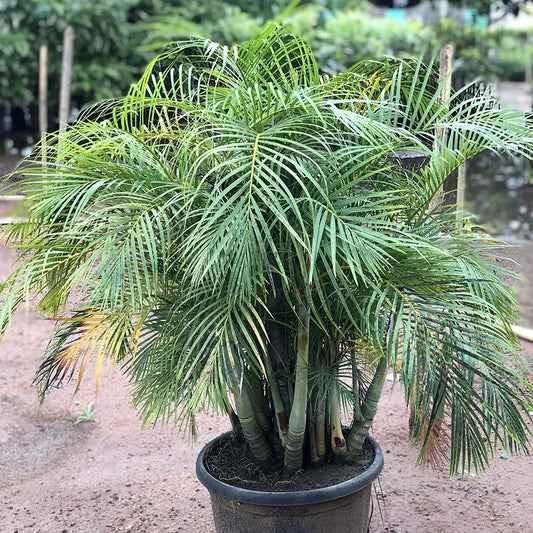 Dypsis lutescens var. 'super dwarf'