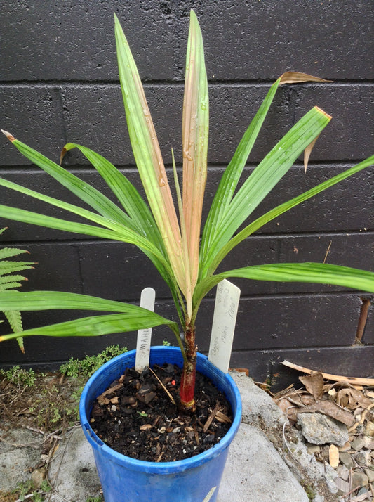 Dypsis mahia