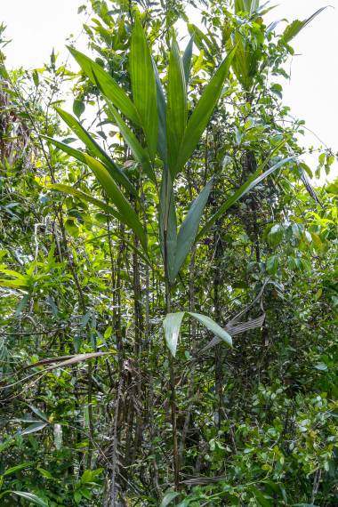 Dypsis mangorensis