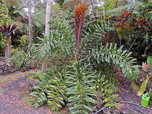 Dypsis marojejyi