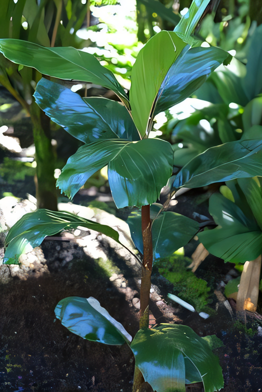 Dypsis metallica