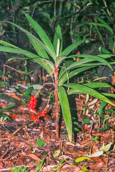 Dypsis minuta