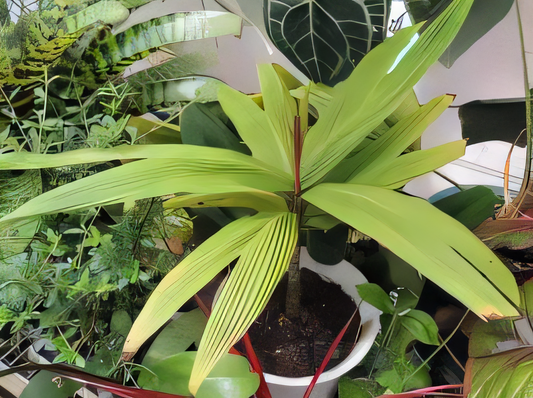 Dypsis mocquerysiana