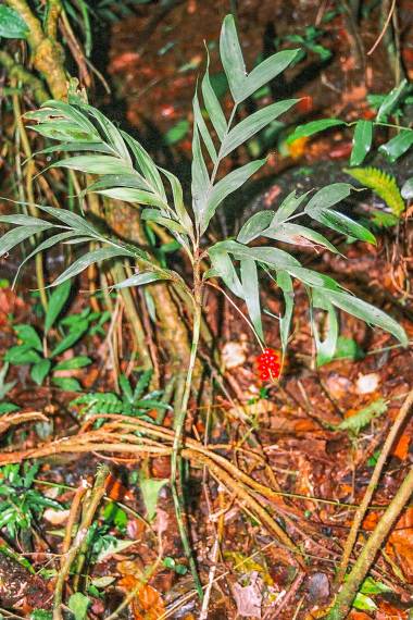 Dypsis montana