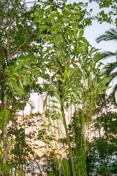 Dypsis nodifera