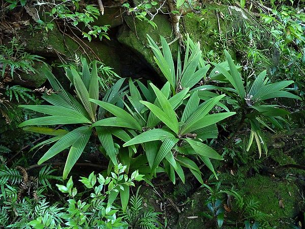 Dypsis pachyramea