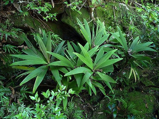Dypsis pachyramea