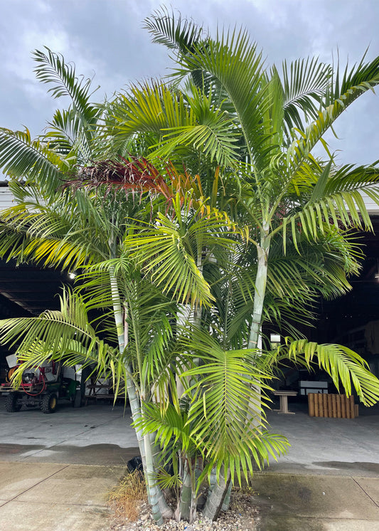 Dypsis pembana