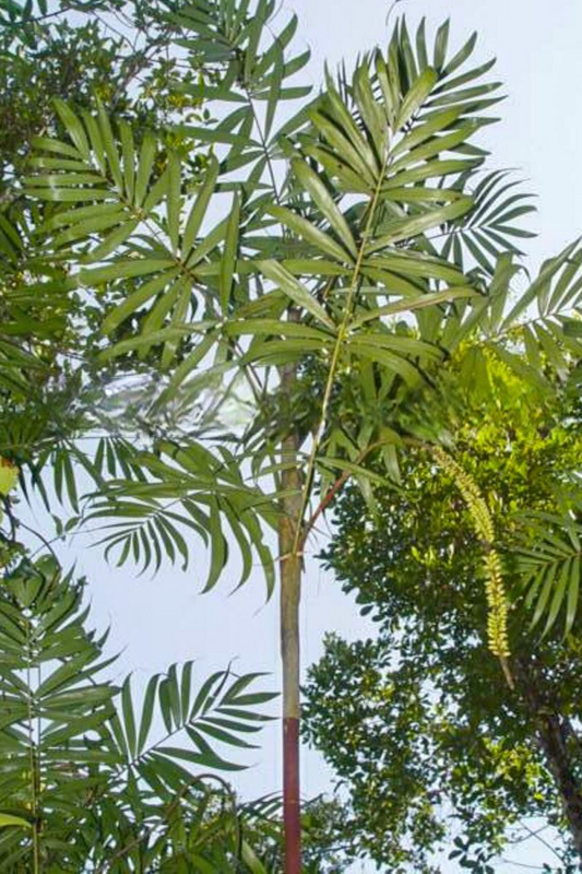 Dypsis pervillei