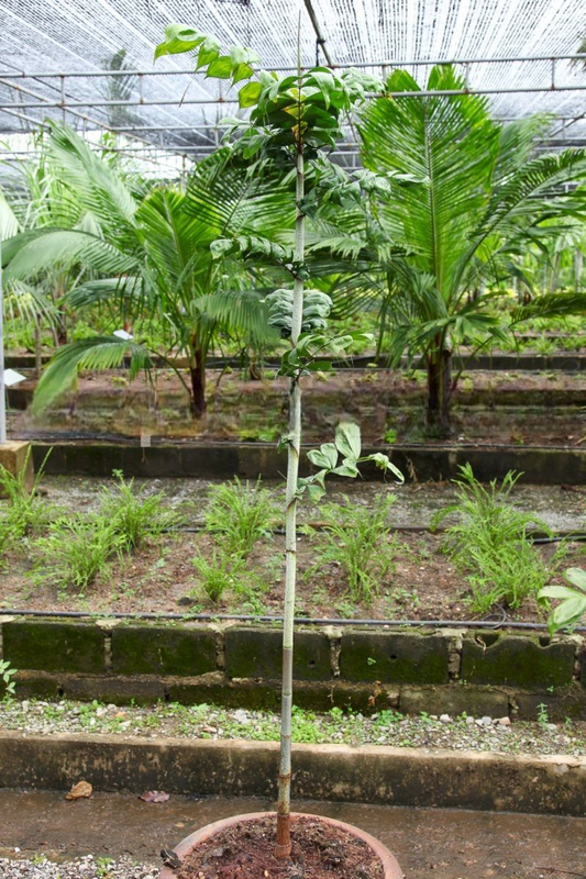 Dypsis pinnatifrons