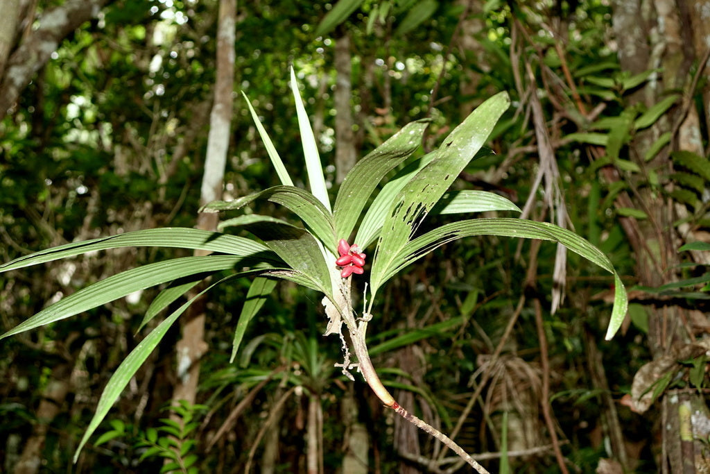 Dypsis poivreana