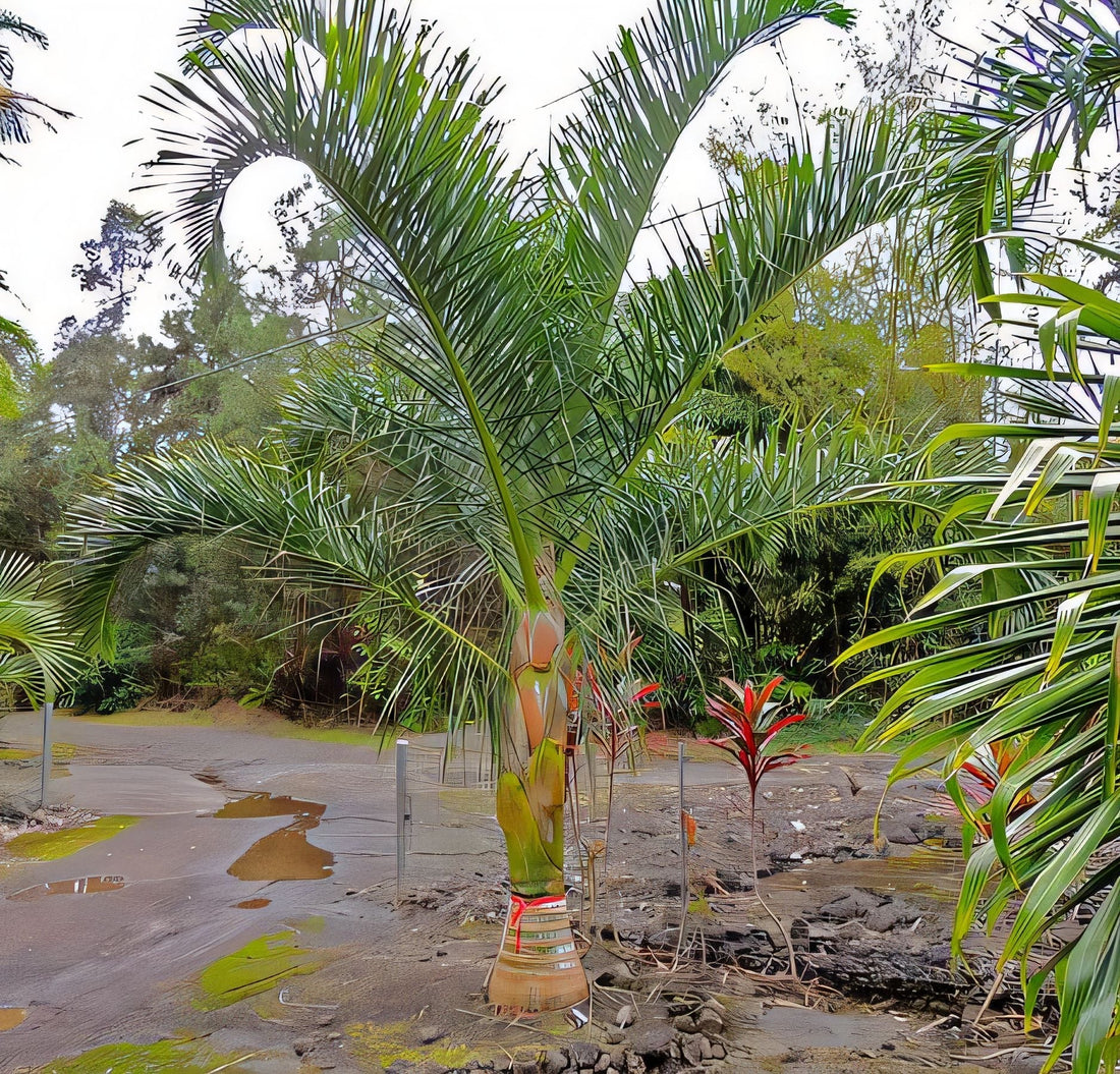 Dypsis prestoniana