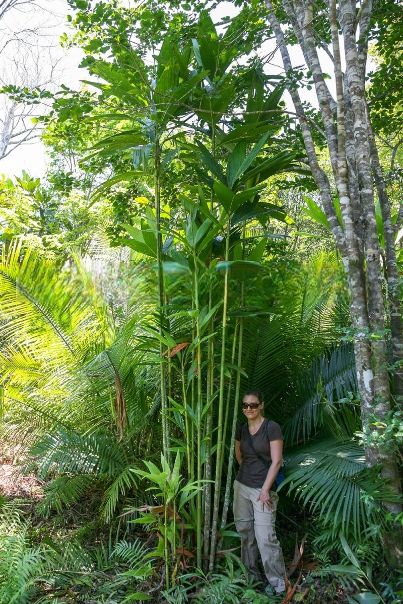 Dypsis procera: A comprehensive Growing Guide for Enthusiasts & Collectors.