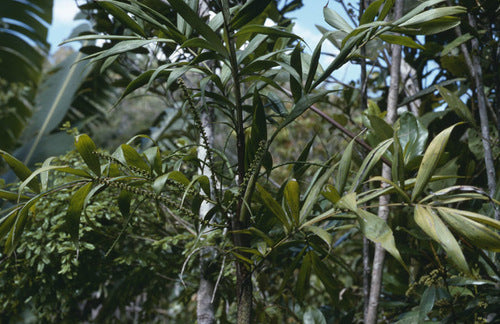 Dypsis procumbens