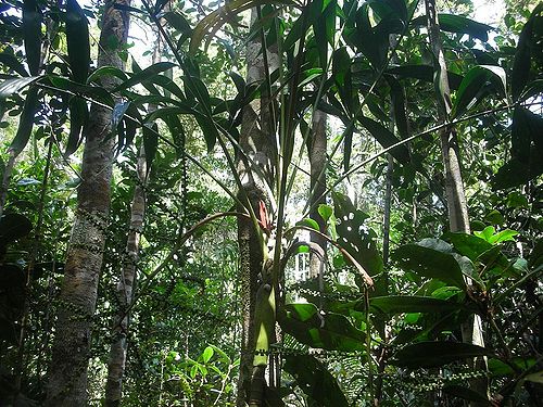 Dypsis pustulata