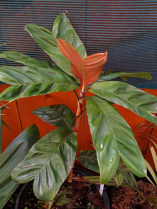 Dypsis remotiflora