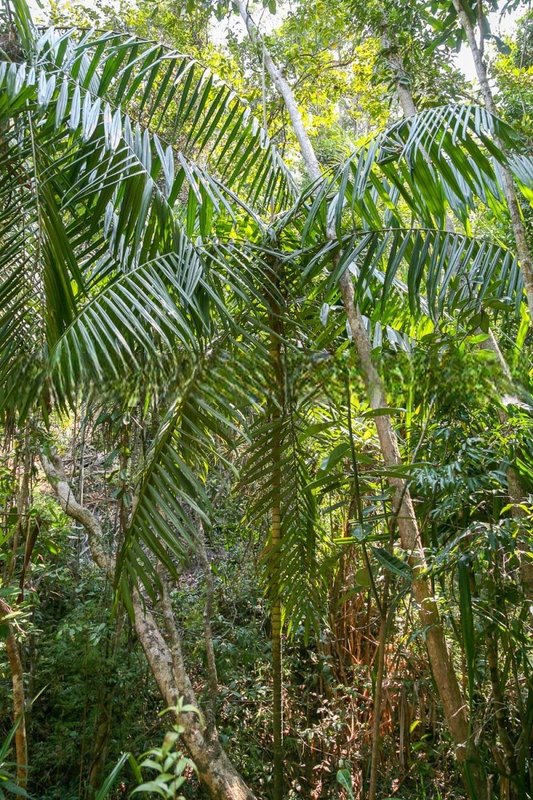 Dypsis rivularis