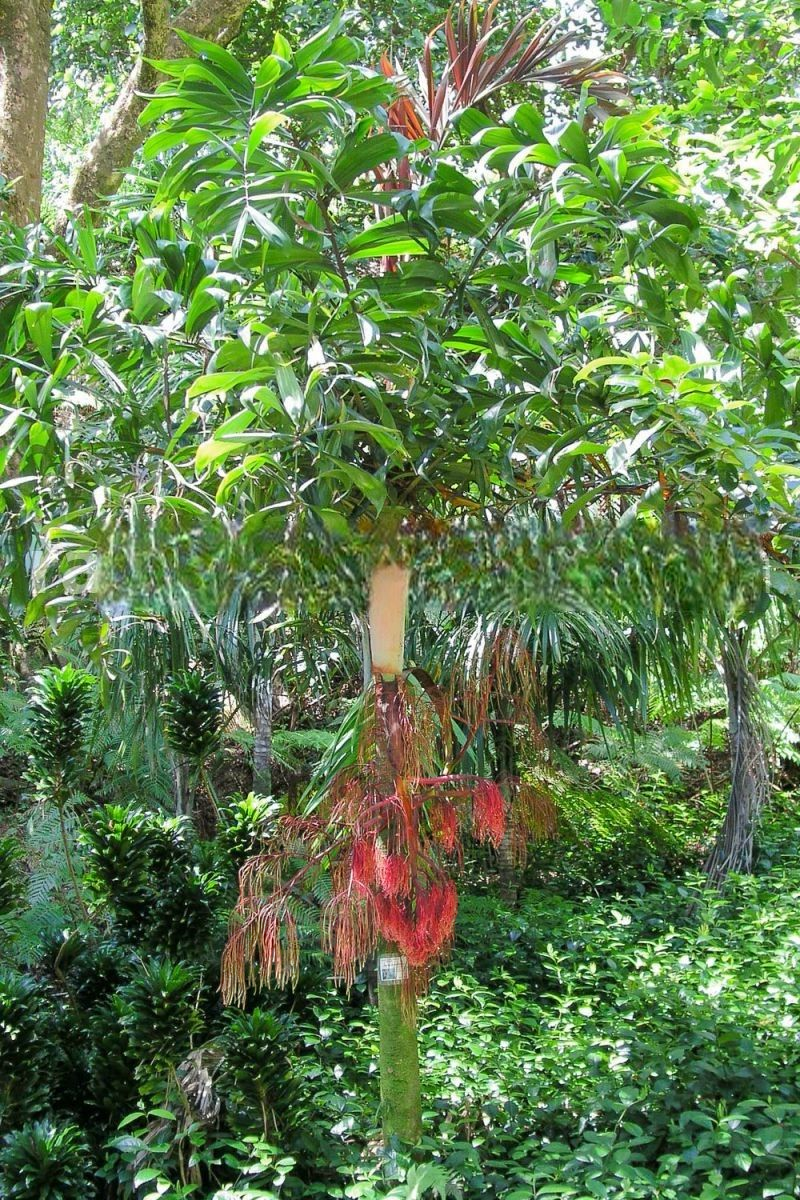 Dypsis rosea