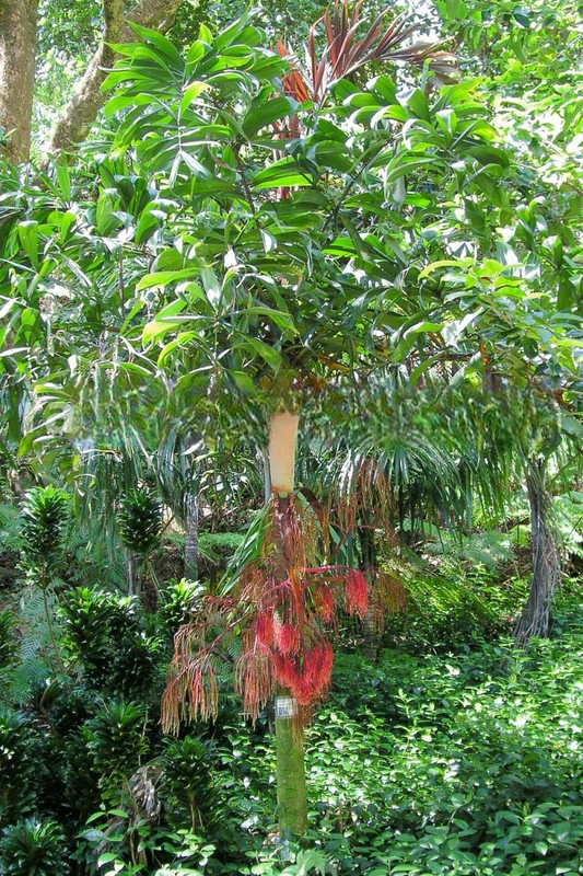 Dypsis rosea