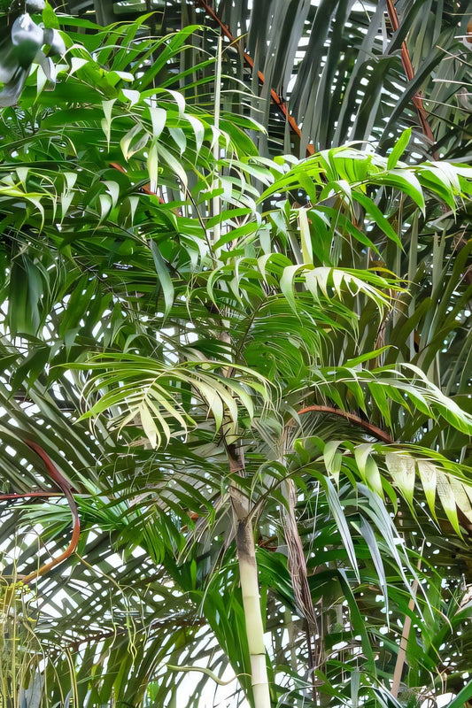 Dypsis sahanofensis
