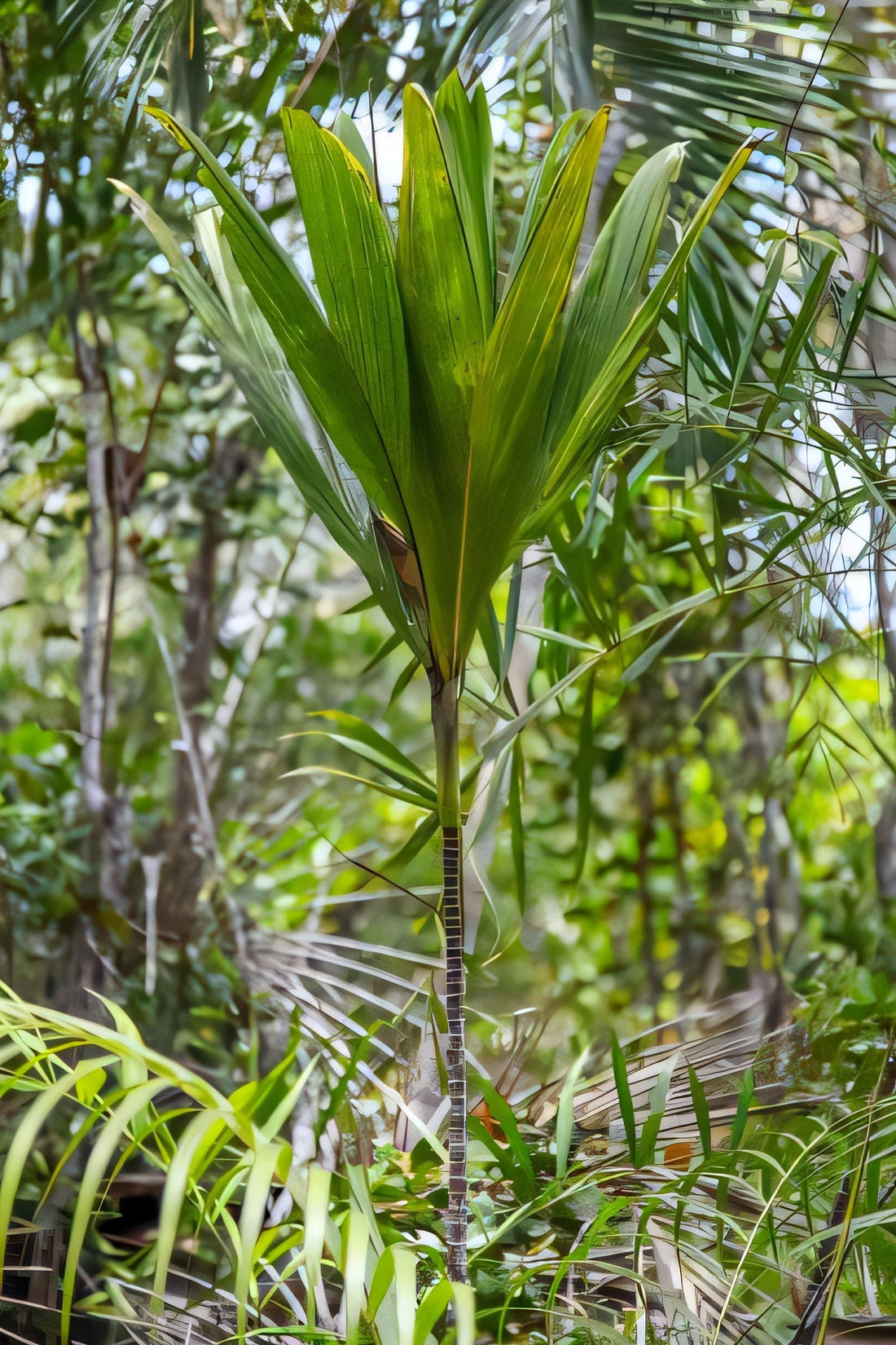 Dypsis sanctaemariae