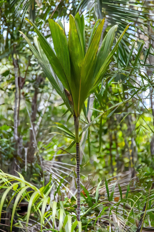 Dypsis sanctaemariae
