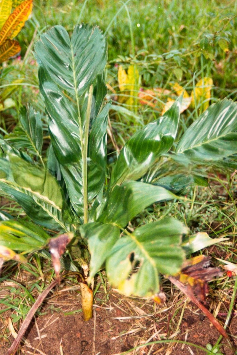 Dypsis schatzii