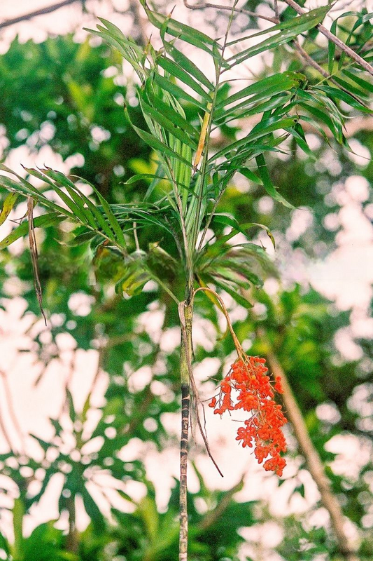 Dypsis scottiana