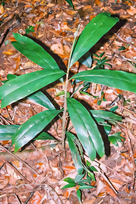 Dypsis simianensis