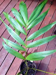 Dypsis singularis