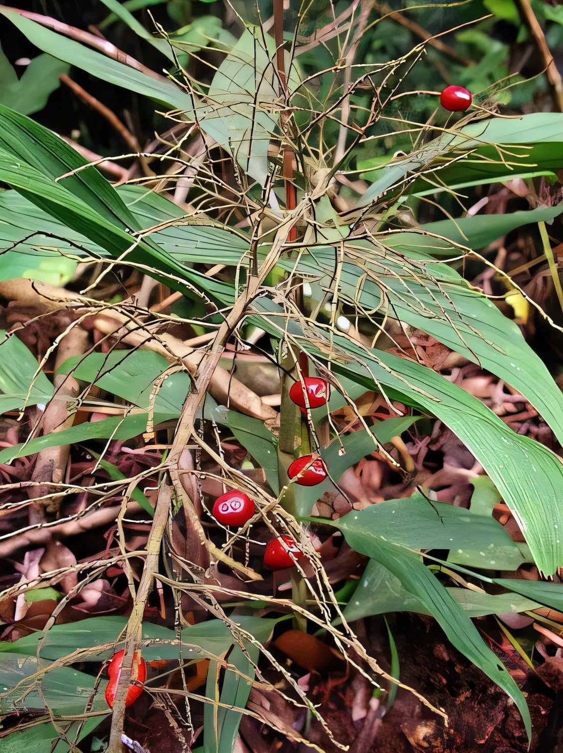 Dypsis spicata