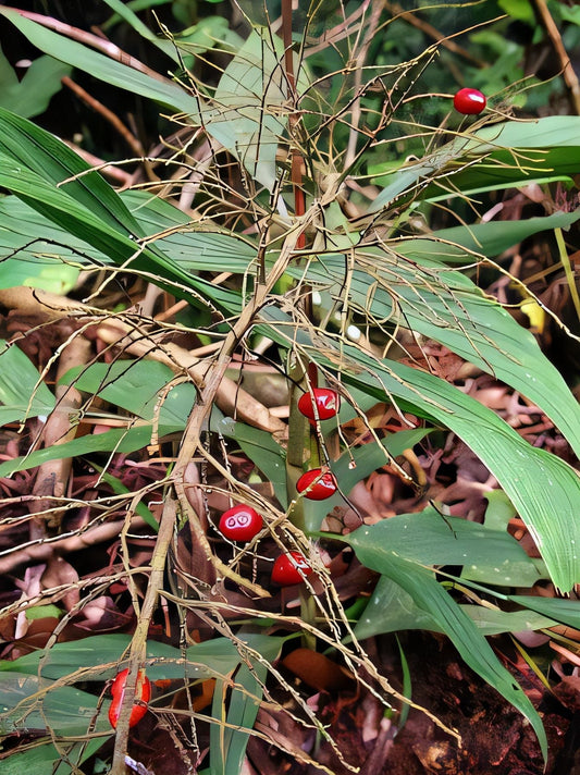 Dypsis spicata
