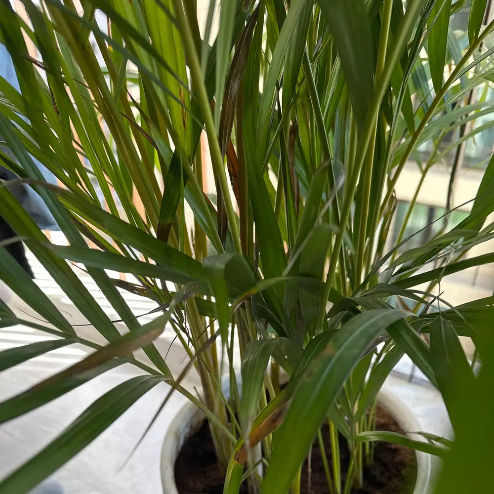 Dypsis thermarum