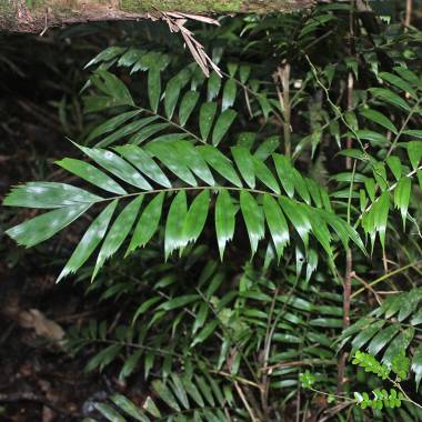 Dypsis thiryana