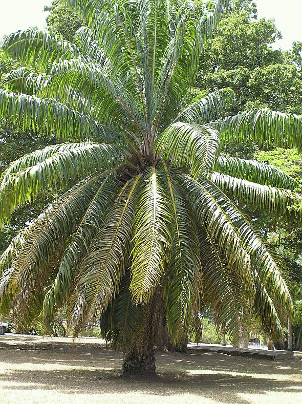 Elaeis guineensis The African Oil Palm