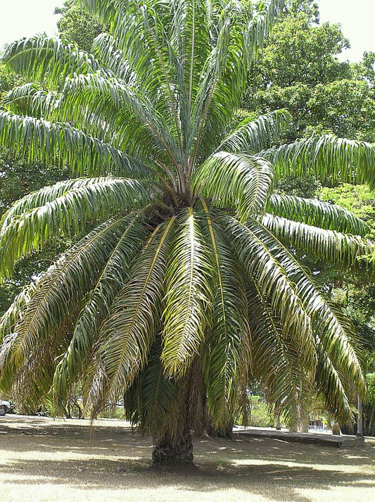 Elaeis guineensis The African Oil Palm