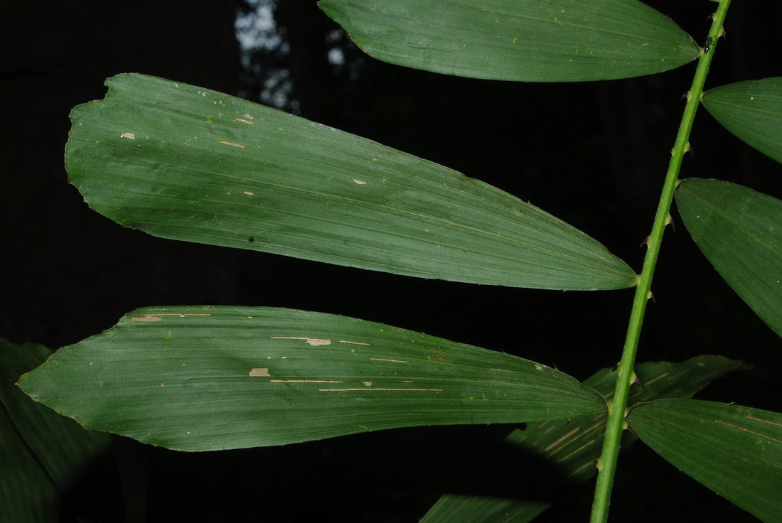 Eremospatha haullevilleana