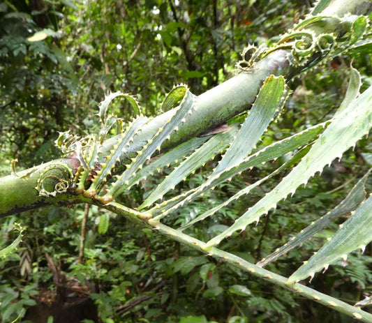 Eremospatha laurentii