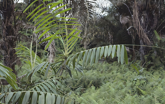 Eremospatha macrocarpa: A comprehensive Growing Guide for Enthusiasts & Collectors.