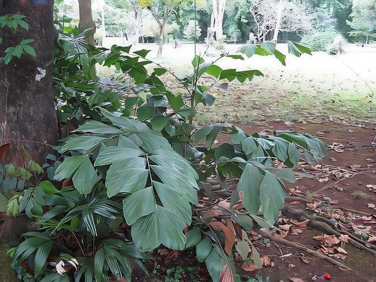 Eremospatha wendlandiana