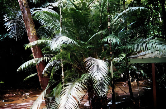 Eugeissona minor