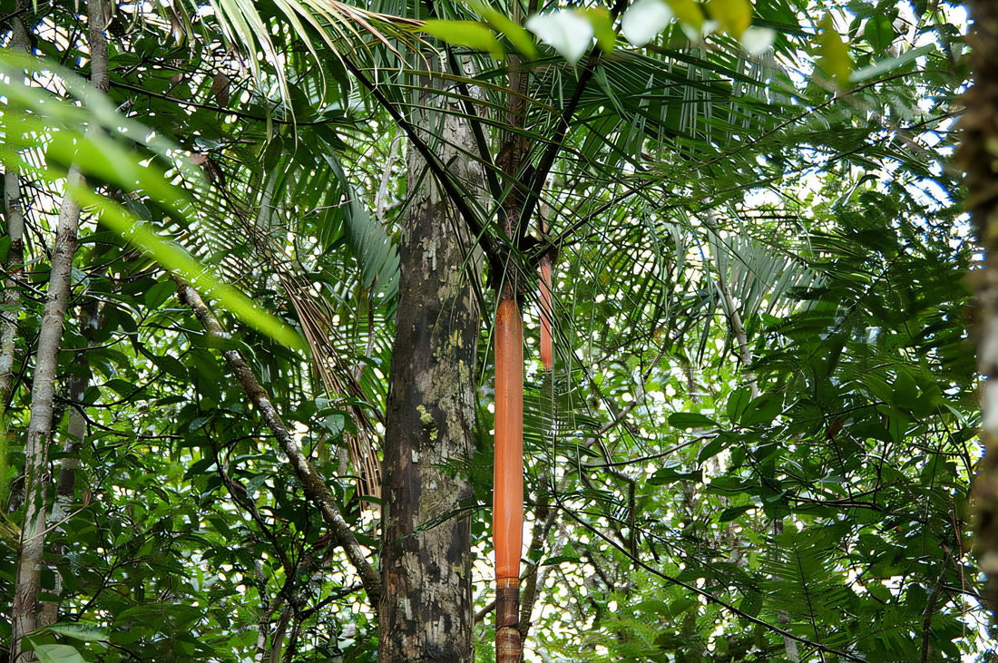 Euterpe catinga (Wallace Palm)