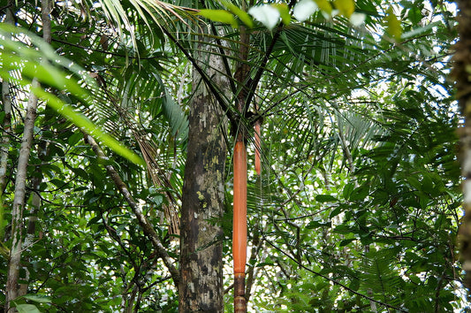 Euterpe catinga (Wallace Palm)