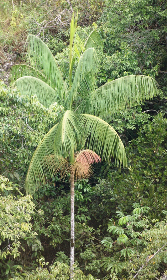 Euterpe edulis (Juçara Palm