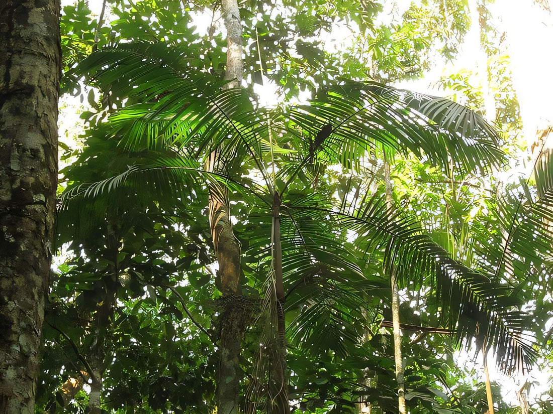 Euterpe longibracteata