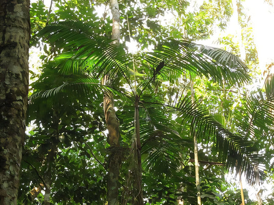 Euterpe longibracteata